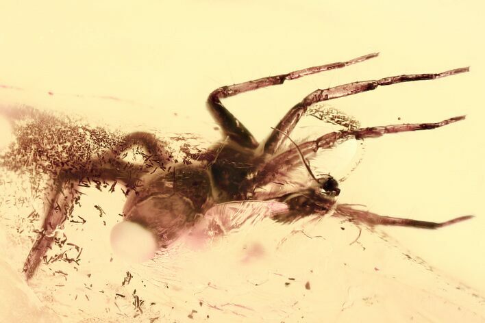 Fossil Spider (Araneae) & True Midge (Chironomidae) In Baltic Amber #328221